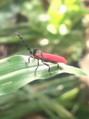 The beautiful insect on leaf in garden.