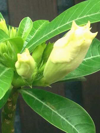 Beautiful desert rose in gardenの素材