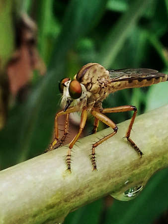 Beautiful dragonfly on tree in garden