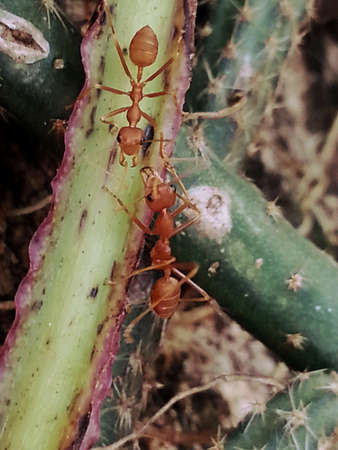 Red ant on treeの素材