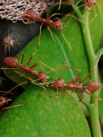 Red ant on leaf