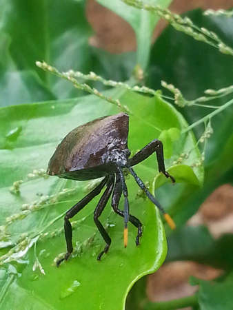 Insect on leaf in garden