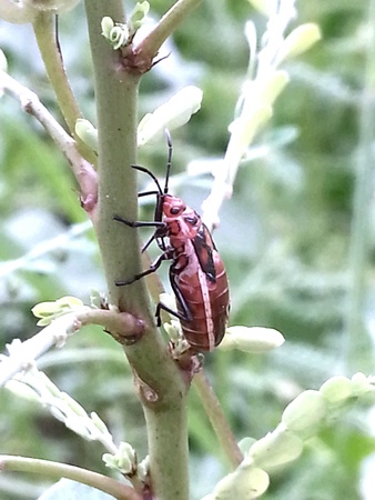 Insect running on leaf in forest