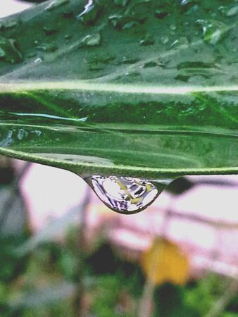 Dropping water under leaf in gardenの素材