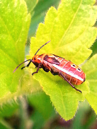 Insect running on leaf in garden