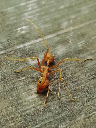 Ant running on stone in garden.の素材