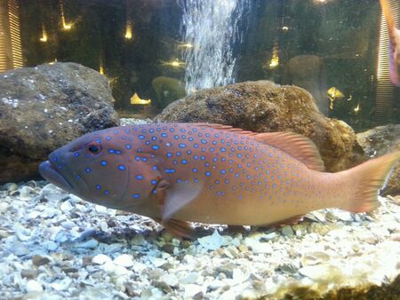 Blue spotted sea bass in water at restaurant sriracha thailand.