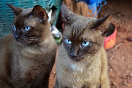 Dark brown cat sitting on soil in home.の写真素材