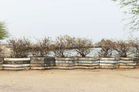 dry tree on old stone in gardenの写真素材
