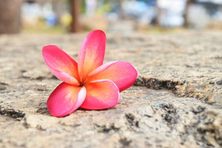 pink and yellow of plumeria flowers on stone in gardenの写真素材