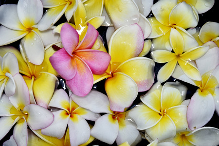 White and yellow plumeria flowers  for pattern backgroundの写真素材