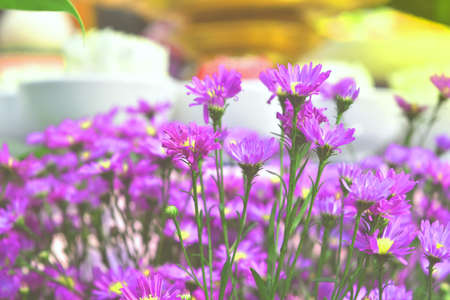 Vibrant bright purple daisy flowers  bloom for pattern background in parkの写真素材