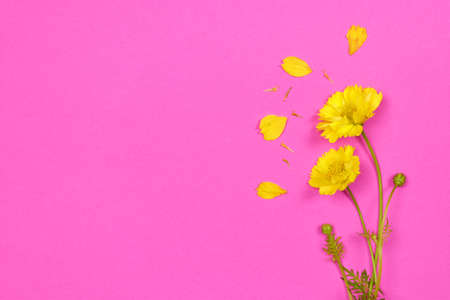 Vibrant bright yellow gerbera daisy flowers blooming on pink background. copy space. top view.の写真素材