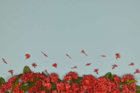 Red spike flowers decoration on blue background. copy space. Top view.の写真素材