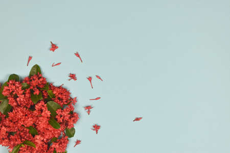 Red spike flowers decoration on blue background. Top view. copy space.の写真素材