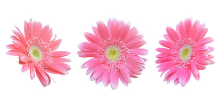 Colorful vibrant bright gerbera daisy flowers blooming isolated on white background.の写真素材