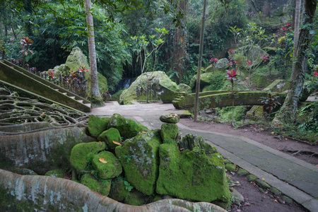 monkey forest baliの写真素材