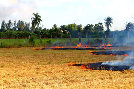 fire on rice field one of problem in thailandの写真素材
