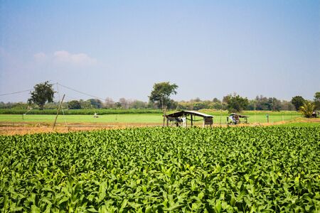 corn field in sunlight day