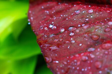 fresh green leaf close up bright and beautyfulの写真素材