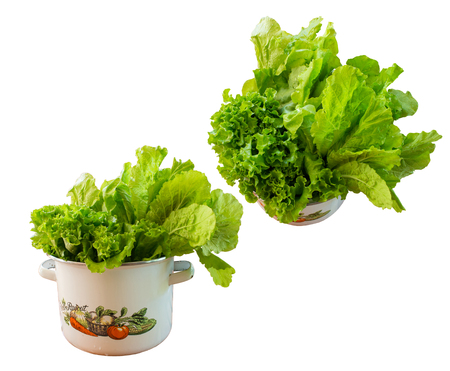 lettuce in pot wait for cooking white isolatedの写真素材
