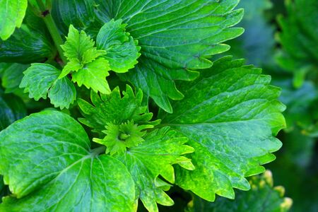 fresh green leaf close up bright and beautyful