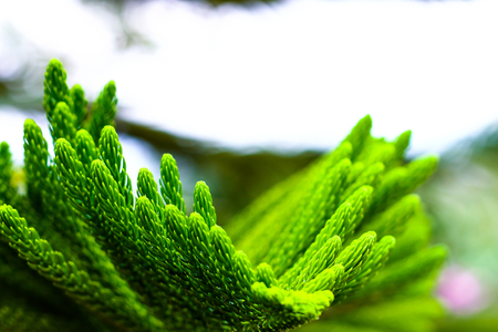 pine leaf tree close up bright background