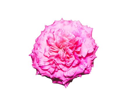 pink rose flower white isolated with clipping path for customerの写真素材