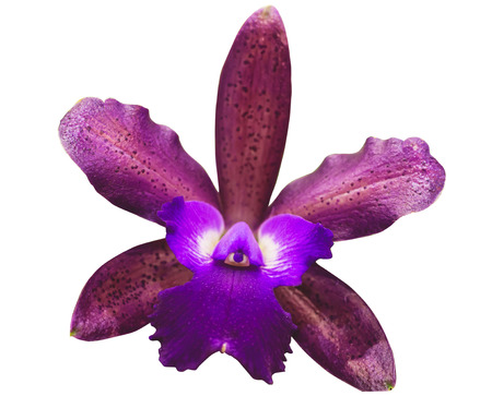 purple orchid in white isolated with clipping path for customerの写真素材