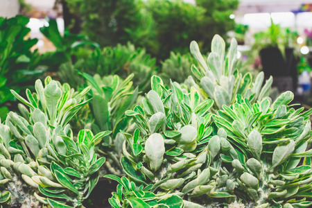 bright plant leaf look colorfulの写真素材