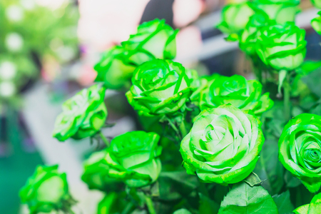 beautiful green rose flowers  bright and colorfulの写真素材