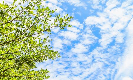 tree and blue sky space look up viewの写真素材