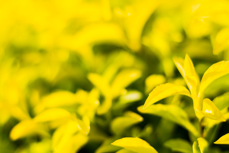 bush closeup select focus feeling warm tone