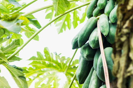 papaya tree on top view shoot の写真素材