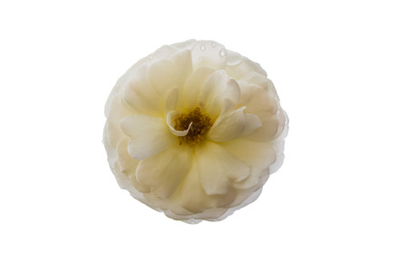 white flower isolated with clipping pathの写真素材