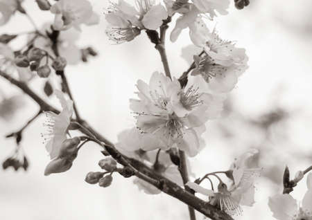 Black and white picture of a cherry branch filled with bloossomsの写真素材