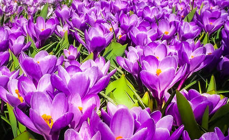 Purple tulips in Keukenhof gardens during spring.の写真素材