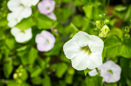 White flower highlighted, with more flowers in a green bush blurred in the background