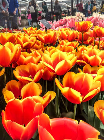Orange and yellow tulips in Keukenhof gardens during spring.の写真素材