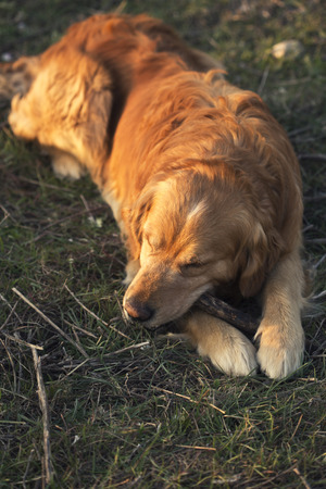Portrait of a dog in outdoor, goldenの写真素材
