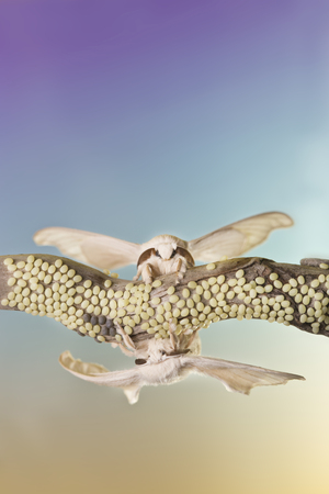 two silk butterfly cocoon are reproducing themselvesの写真素材