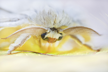 silk butterfly cocoonの写真素材