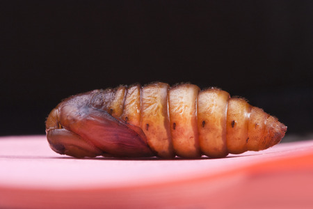 insect snout moth cocoon isolated on blackの写真素材