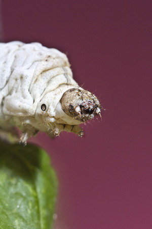 silkworm walking in the mulberry green leafの写真素材