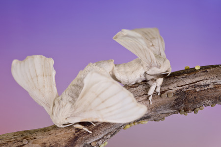 two silk butterfly cocoon are reproducing themselvesの写真素材