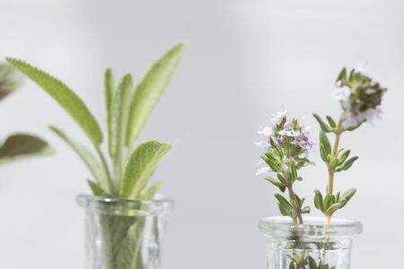 Rosemary and thyme flowerの写真素材
