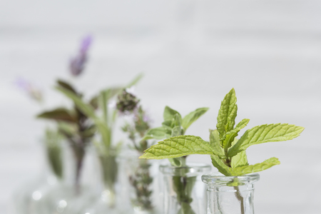 Bottle of essential oil with herbs lavender flower, basil flower, rosemary, oregano, sage, thyme and peppermint set up on white background.の写真素材