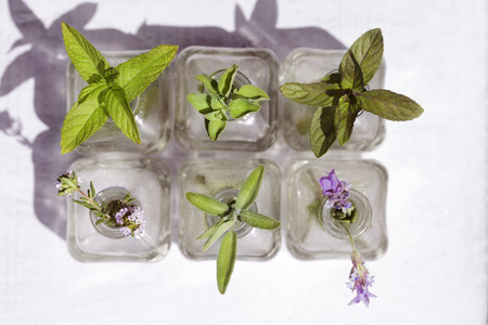 Bottle of essential oil with herbs lavender flower, basil flower, rosemary, oregano, sage, thyme and peppermint set up on white background.の写真素材