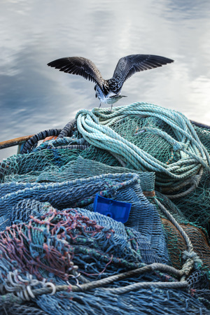 young seagull in fishing boat with fishing netsの写真素材