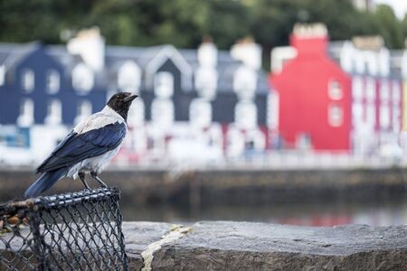 Beautiful hooden crow is sitting in port area. crow closeup, in a harbor, looking into a camera.の写真素材